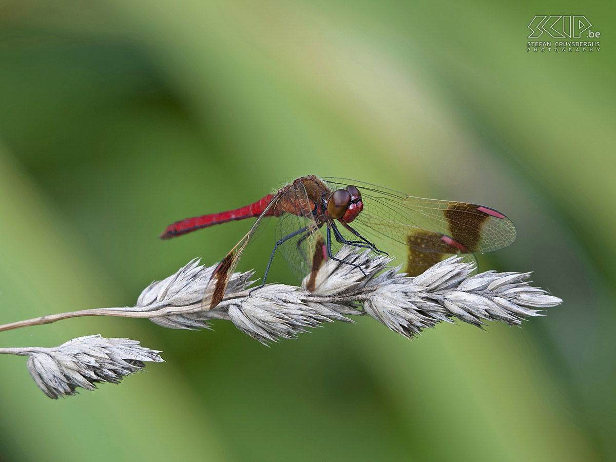 Damselflies and dragonflies - Male banded darter Some photos of damselflies and dragonflies in my hometown Lommel. Stefan Cruysberghs